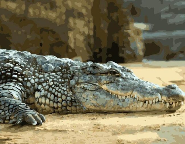 Alligator Crocodile Paint By Numbers