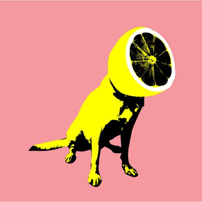 Lemon Canine Art Paint By Numbers