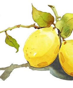 Lemon Fruit Scene Paint By Numbers