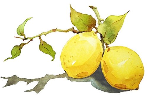 Lemons-DIY-Still-Life-Paint-By-Numbers-PBN-10392