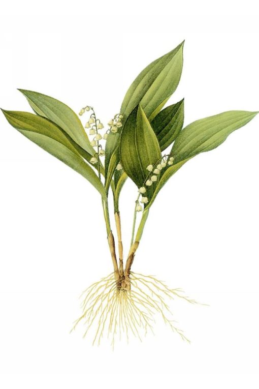 Lily-of-The-Valley-DIY-Flowers-Paint-By-Numbers-PBN-2296