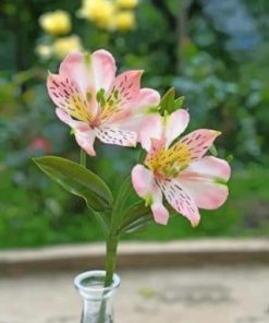 Pink Lilies Elegance Paint By Numbers