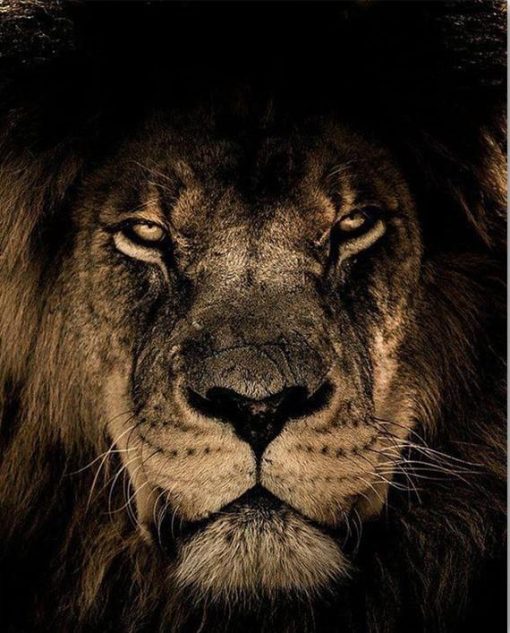 Lion-In-Dark-paint-by-numbers