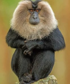 Lion Tailed Macaque Jungle Paint By Numbers
