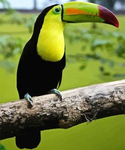 Beautiful Loro Tucan Paint By Numbers
