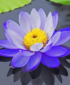 Purple Lotus Bloom Paint By Numbers