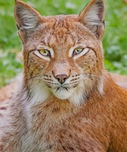 Lynx Wildlife Paint By Numbers