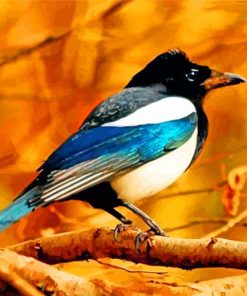 Magpie Bird Paint By Numbers