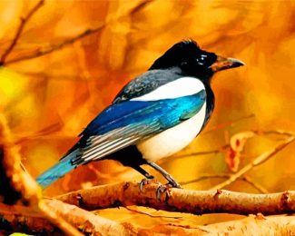 Magpie Bird Paint By Numbers