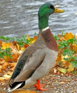 Mallard Duck Waterfowl Paint By Numbers
