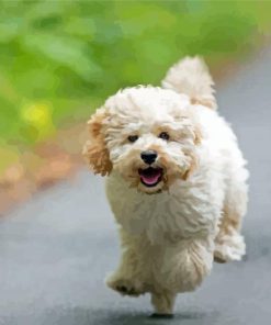 Maltipoo Dog Paint By Numbers