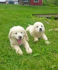 Adorable Maremma Sheepdog Puppies Paint By Numbers