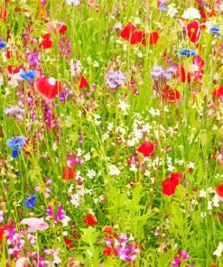 Meadow Colorful Flowers Paint By Numbers