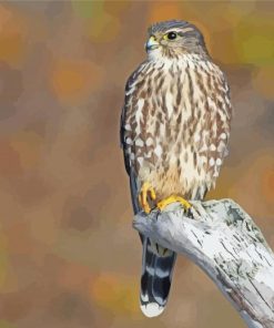 Merlin Falcon Painting Kit Paint By Numbers