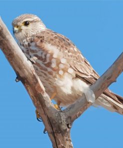 Merlin Bird Scenic Paint By Numbers