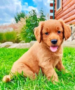 Miniature Golden Retriever Dogs Paint By Numbers