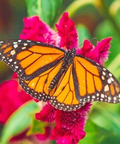 Orange Monarch Butterfly Paint By Numbers