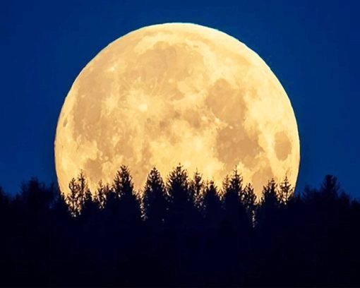 Moon-night-trees-adult-paint-by-numbers
