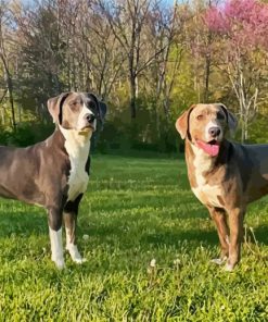 Mountain Cur Dogs Painting Kit Paint By Numbers