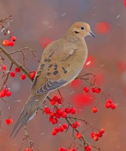 Desert Mourning Dove Paint By Numbers