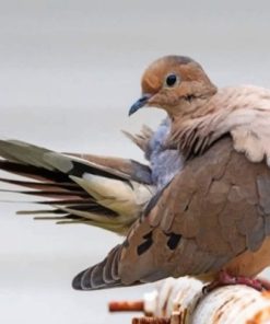 Mourning Dove Desert Birds Paint By Numbers
