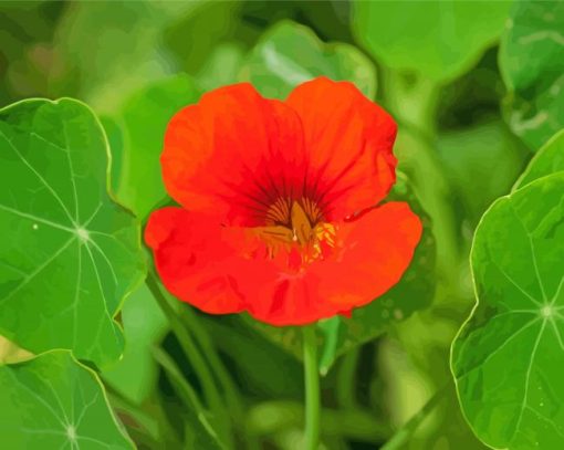 Nasturtium-Flower-paint-by-numbers