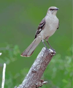 Northern Mockingbird Bird Art Paint By Numbers