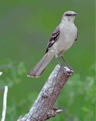 Northern Mockingbird Bird Art Paint By Numbers