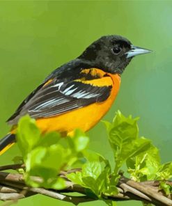 Old World Orioles Birds Paint By Numbers