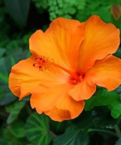 Orange Hibiscus Bloom Paint By Numbers