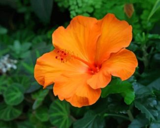 Orange Hibiscus Bloom Paint By Numbers