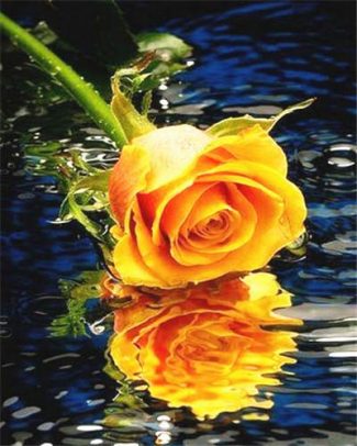 Orange Rose Water Blooms Paint By Numbers