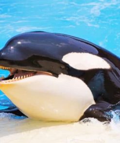Killer Whale Paint By Numbers