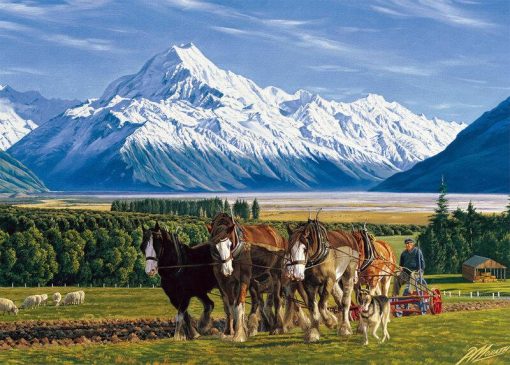 P.Morath.Mt_._Cook_and_Clydesdales_Ploughing-1