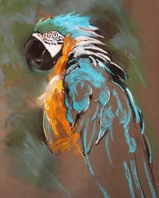 Modern Parrot Birds Paint By Numbers