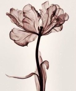 Colorful Parrot Tulip Paint By Numbers