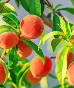 Peach Tree Fruits Paint By Numbers