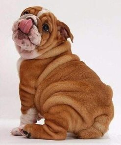 Mini Bulldog Dogs Paint By Numbers