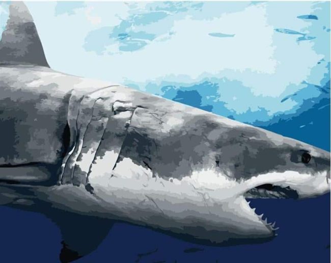 Great White Shark Animal Paint By Numbers