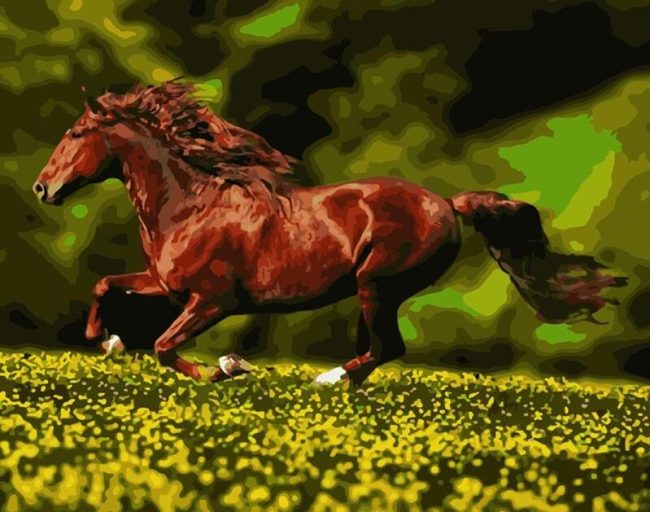 Arabian Horses in the Wild Paint By Numbers