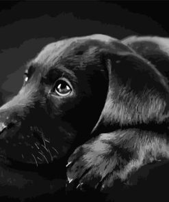 Black Labrador Dog Paint By Numbers