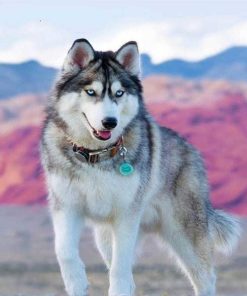 Husky Dog Masterpiece Paint By Numbers