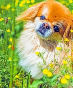 Pekingese Dog Paint By Numbers