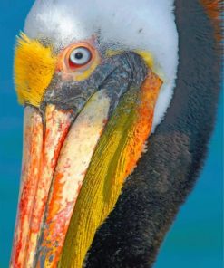 Pelican Wildlife Paint By Numbers