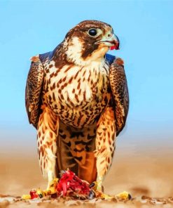 Peregrine Falcon Bird Art Paint By Numbers