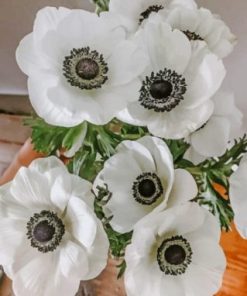 White Anemone Flower Paint By Numbers