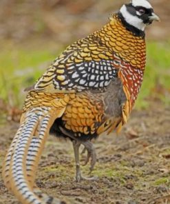 Pheasant Wildlife Paint By Numbers