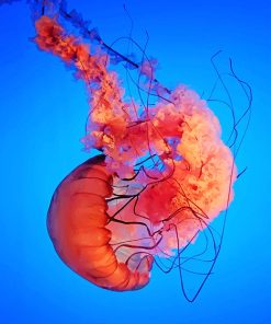 Pink Jellyfish Sea Life Paint By Numbers