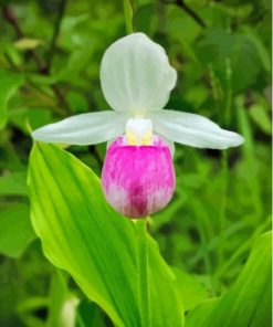 Pink and White Lady's Slipper Paint By Numbers