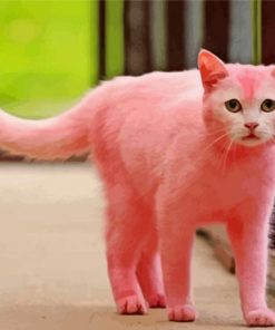 Pink Cat Animals Paint By Numbers